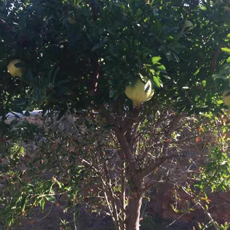 Cleoboulos * Líndos