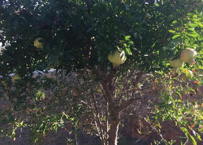 Cleoboulos * 린도스